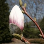 513883_bud 513883_bud