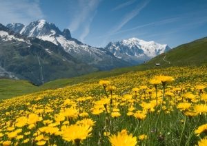 flowers-mountain